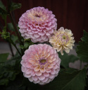 Pompondahlia 'Bolt', stora, täta, perfekt bollrunda blommor i mjukt gräddgult till creme med puderrosa.