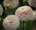 Pompondahlia 'Bolt', stora, täta, perfekt bollrunda blommor i mjukt gräddgult till creme med puderrosa.