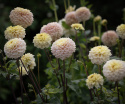 Pompondahlia 'Bolt', stora, täta, perfekt bollrunda blommor i mjukt gräddgult till creme med puderrosa.