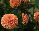 Pompondahlia 'Sylvia', Rikblommande på höga, stadiga stjälkar, utmärkt för rabatt och stor kruka.