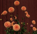 Pompondahlia 'Sylvia', Rikblommande på höga, stadiga stjälkar, utmärkt för rabatt och stor kruka.