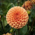 Pompondahlia 'Sylvia', Rikblommande på höga, stadiga stjälkar, utmärkt för rabatt och stor kruka.