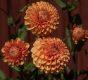 Pompondahlia 'Sylvia', Rikblommande på höga, stadiga stjälkar, utmärkt för rabatt och stor kruka.