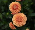 Pompondahlia 'Sylvia', Rikblommande på höga, stadiga stjälkar, utmärkt för rabatt och stor kruka.
