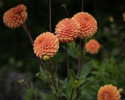 Pompondahlia 'Sylvia', Rikblommande på höga, stadiga stjälkar, utmärkt för rabatt och stor kruka.