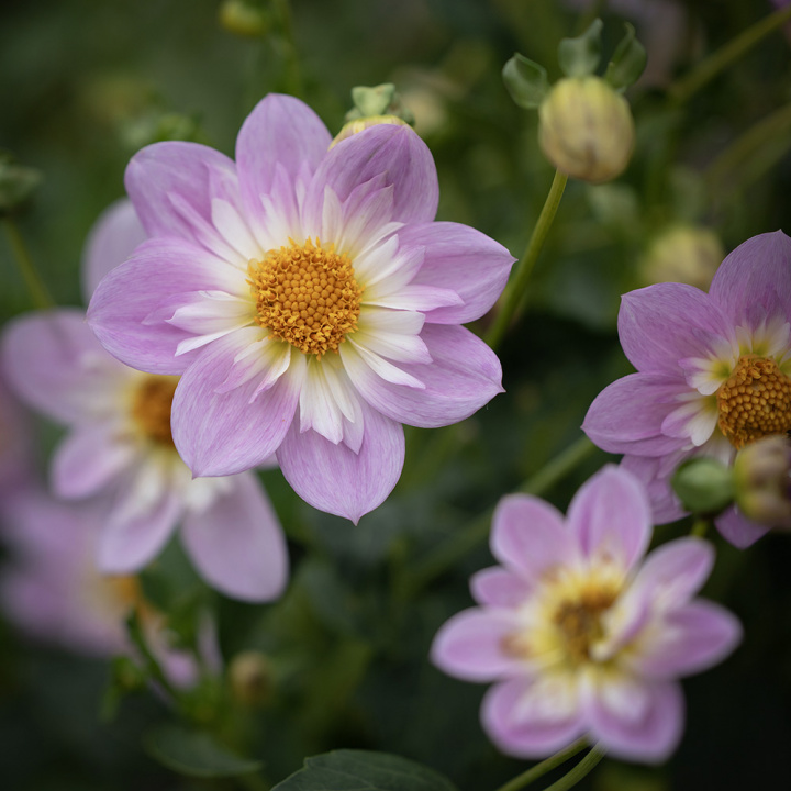 Halskråsdahlia ''Teesbrooke Audrey'' 1 st
