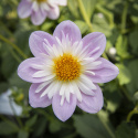 Halskråsdahlia ''Teesbrooke Audrey'' 1 st