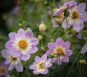 Halskråsdahlia ''Teesbrooke Audrey'' 1 st