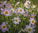 Halskråsdahlia ''Teesbrooke Audrey'' 1 st