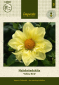 Halskråsdahlia 'Yellow Bird' 1 st