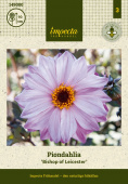 Piondahlia 'Bishop of Leicester' 1 st