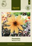 Piondahlia ''''Bishop of York'''' 1 st