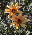 Piondahlia ''''Bishop of York'''' 1 st