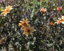Piondahlia ''''Bishop of York'''' 1 st