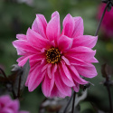 Piondahlia ''''Fascination'''' 1 st