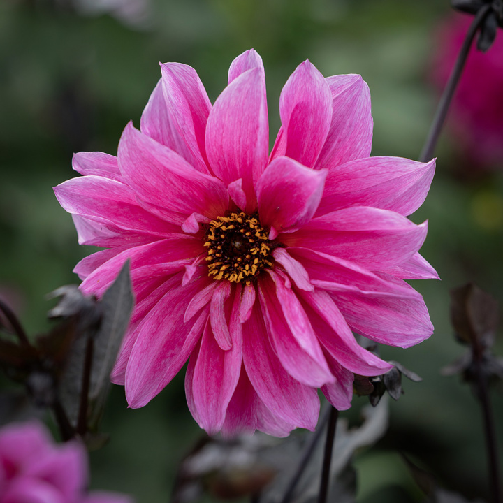 Piondahlia ''''Fascination'''' 1 st