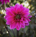 Piondahlia ''''Fascination'''' 1 st