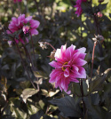 Piondahlia ''''Fascination'''' 1 st