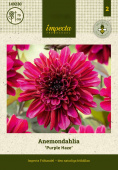 Anemondahlia 'Purple Haze' 1 st