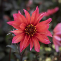 Piondahlia ''''Waltzing Matilda'''' 1 st
