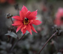 Piondahlia ''''Waltzing Matilda'''' 1 st