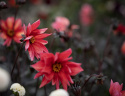 Piondahlia ''''Waltzing Matilda'''' 1 st