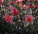 Piondahlia ''''Waltzing Matilda'''' 1 st
