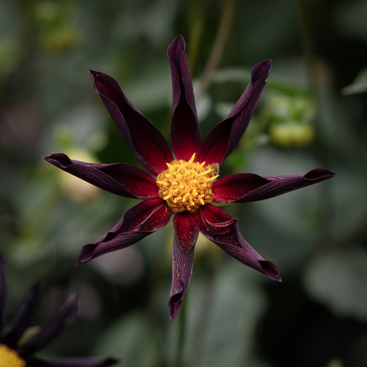 Orkidédahlia ''''Verrone''''s Obsidan'''' 1 st