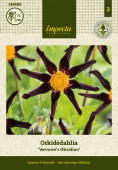 Orkidédahlia 'Verrone's Obsidan' 1 st