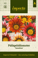 Påfågelsblomster 'Sunshine' Krukväxt med blommor i rött, gult och orange.