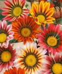 Påfågelsblomster 'Sunshine' Krukväxt med blommor i rött, gult och orange.