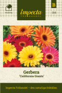 Gerbera 'California Giants' krukväxt med blommor i purpur, rött, orange och gult