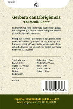 Gerbera 'California Giants'  Frö