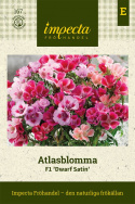 Atlasblomma F1 'Dwarf Satin' är extra låg och utmärkt för krukor och lådor.