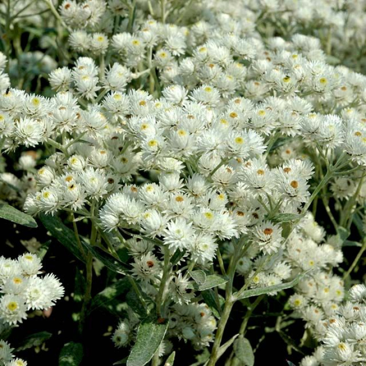 Pärleternell 'Neuschnee' Silvervita blommor, fina både färska och torkade