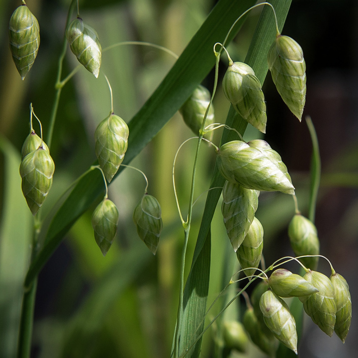 Italienskt Darrgräs, dekorativt prydnadsgräs med hängande ax