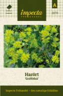 Harört 'Griffithii' Utmärkt tillsammans med färgade snittblommor.