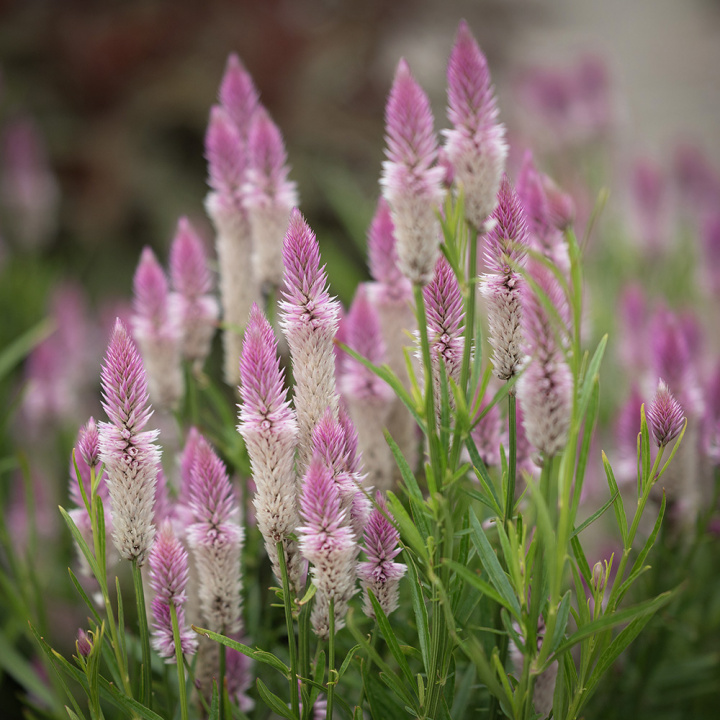 Axamarant 'Flamingo Feather' Dekorativ i rabatt och lådor, hållbar i buketter
