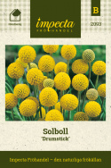 Solboll 'Drumstick'. Fin, ovanlig torksort som snitt- och rabattblomma.