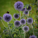 Blå Bolltistel Dekorativ, lättodlad perenn som är mycket fin i rabatt och bukett