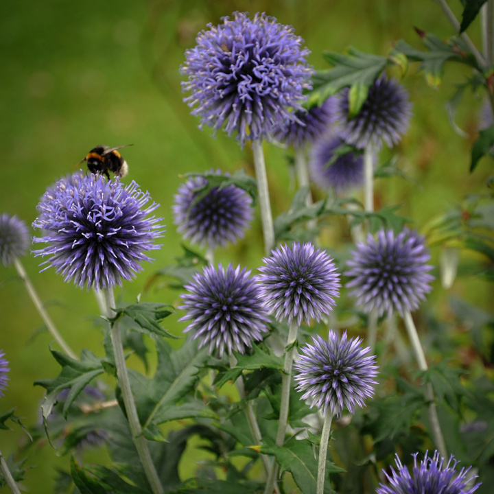 Blå Bolltistel Dekorativ, lättodlad perenn som är mycket fin i rabatt och bukett