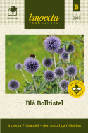 Blå Bolltistel Dekorativ, lättodlad perenn som är mycket fin i rabatt och bukett