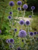 Blå Bolltistel Dekorativ, lättodlad perenn som är mycket fin i rabatt och bukett