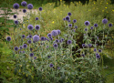 Blå Bolltistel Dekorativ, lättodlad perenn som är mycket fin i rabatt och bukett