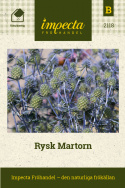 Rysk Martorn fin snittblomma i färska eller torkade buketter.