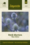Rysk Martorn 'Blue Glitter' fin växt i rabatter och lång hållbarhet i buketter.