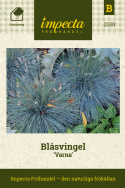 Blåsvingel 'Varna' Mycket fint gräs som behåller den fina färgen året runt.