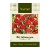 Röd Guldamarant 'Strawberry Fields'