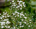 Brudslöja, Stora skyar av graciösa blommor. För rabatter, snitt och arrangemang.