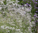 Brudslöja, Stora skyar av graciösa blommor. För rabatter, snitt och arrangemang.